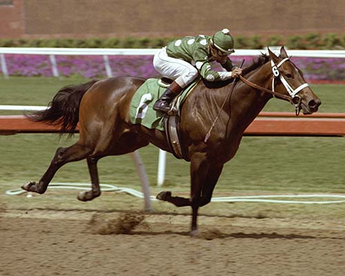  Landaluce breaking her maiden at first asking by seven lengths in the sensational time of 1:08.1 at Hollywood Park, July 3, 1982.      Credit:  Benoit Photo